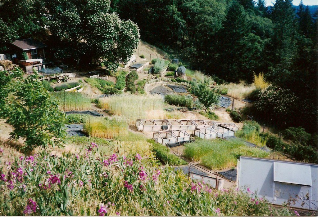 Ecology Action research garden, Willits, CA 2001