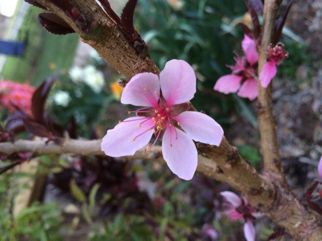 patio peach blossom