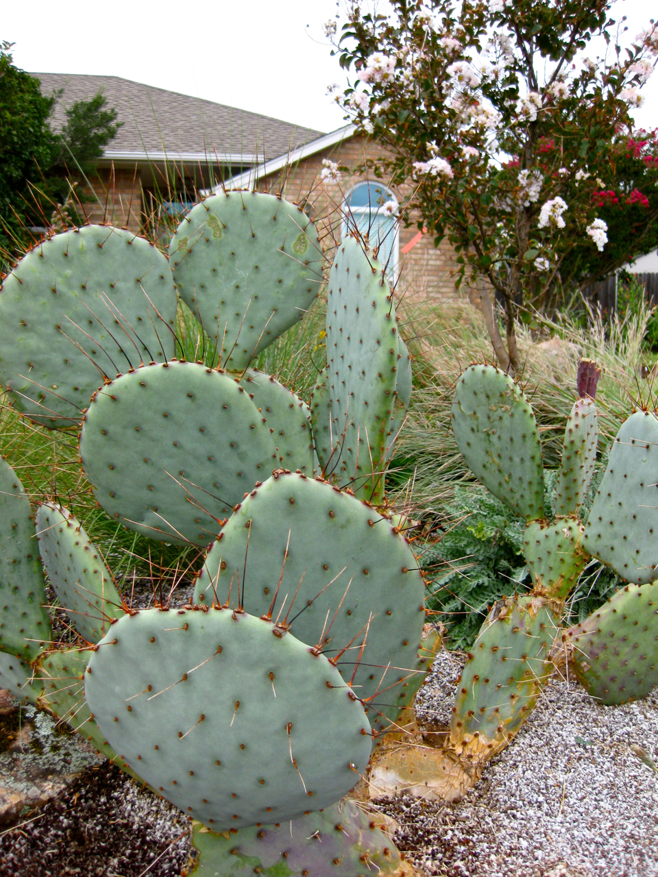 Opuntia Prickly Pear Cactus Eco Landscaping