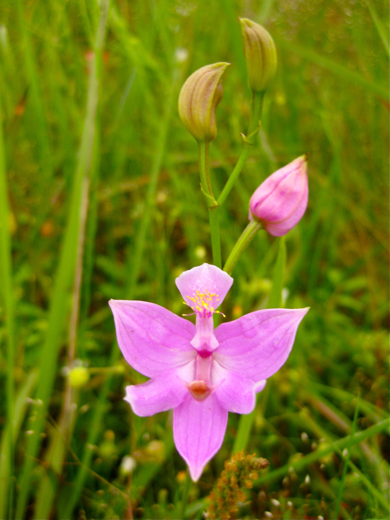 Calapgogon oklahomensis rare native Oklahoma Grass Pink orchid