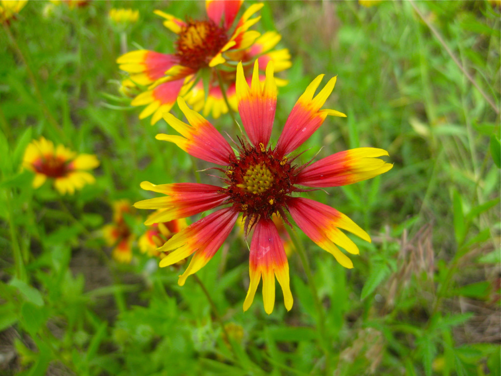 Gaillardia pulchella with interesting ray flower arrangement