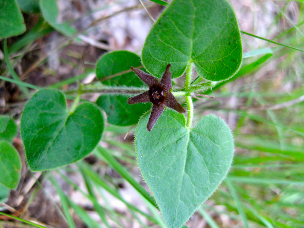 Matelea biflora (Purple Milkweed)