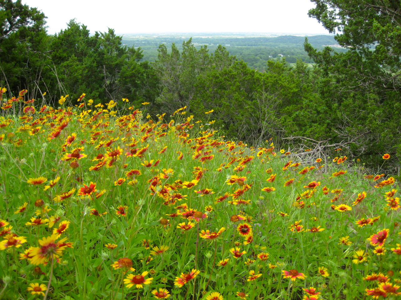 Wildflower Gardening in Oklahoma