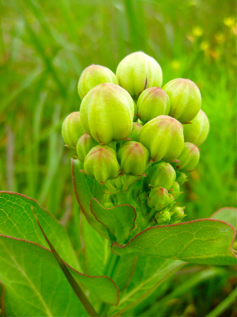 Asclepias viridis (Green Milkweed)