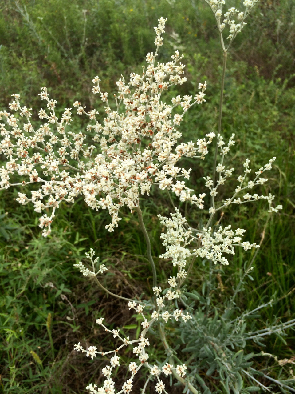 Oklahoma Native Plants Eco Landscaping