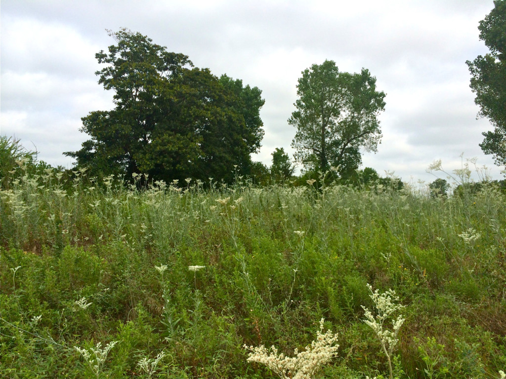 Eriogonum annuum (annual Buckwheat) field west Norman.