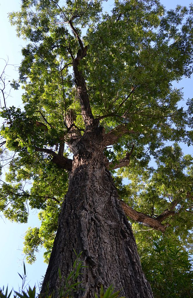 Carya illinoinensis (hardy pecan tree) | Eco Landscaping