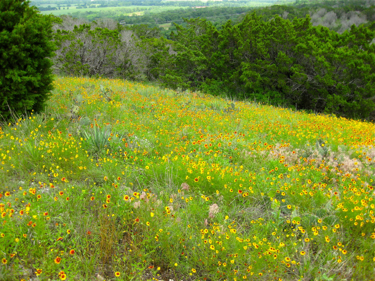 native oklahoma wildflowers | Eco Landscaping